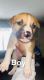 Pitsky Puppies for sale in Aurora, CO, USA. price: $600