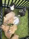 Pitsky Puppies for sale in N Hairston Rd, Georgia 30083, USA. price: $100