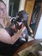 Pitsky Puppies for sale in Sebring, OH, USA. price: NA