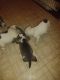 Pitsky Puppies for sale in Apple Valley, MN 55124, USA. price: NA