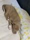 Pitsky Puppies for sale in Groves, TX 77619, USA. price: $300