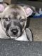 Pitsky Puppies for sale in Colorado Springs, CO, USA. price: $650