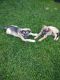 Pitsky Puppies for sale in Mt Wolf, PA, USA. price: NA