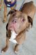 Pitsky Puppies for sale in Bethlehem, PA 18018, USA. price: $500
