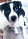 Pitsky Puppies for sale in Garden Grove, CA, USA. price: NA