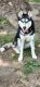 Pitsky Puppies for sale in Warrensburg, IL, USA. price: $250