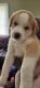 Pitsky Puppies for sale in Mattoon, IL 61938, USA. price: $375