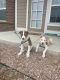 Pitsky Puppies for sale in Colorado Springs, CO 80924, USA. price: $300
