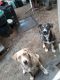 Pitsky Puppies for sale in Elma, WA 98541, USA. price: $500