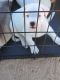 Pitsky Puppies for sale in Chandler, AZ, USA. price: $200