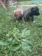 Pitsky Puppies for sale in Orefield, North Whitehall Township, PA 18069, USA. price: $200