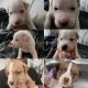 Pitsky Puppies for sale in Chandler, AZ, USA. price: $150