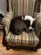 Pitsky Puppies for sale in Wheatley Heights, NY, USA. price: $400