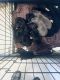 Pitsky Puppies for sale in Fresno, CA, USA. price: $350