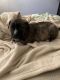 Pitsky Puppies for sale in El Paso, TX, USA. price: $700