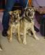 Pitsky Puppies for sale in Mt Wolf, PA, USA. price: NA