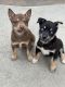 Pitsky Puppies for sale in Northridge, California. price: $250