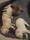 Pitsky Puppies for sale in Sheboygan, Wisconsin. price: $300