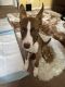 Pitsky Puppies for sale in Fairborn, OH 45324, USA. price: NA