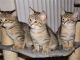 Pixie-bob Cats for sale in East Los Angeles, CA, USA. price: NA