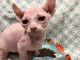 Pixie-bob Cats for sale in Los Angeles, CA, USA. price: $300