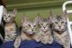 Pixie-bob Cats for sale in New York, NY, USA. price: NA