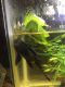 Plecostomus Fishes for sale in Dublin, TX 76446, USA. price: NA