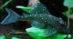 Plecostomus Fishes for sale in New Orleans, LA, USA. price: NA