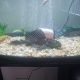 Plecostomus Fishes for sale in Spring Valley, CA, USA. price: $25
