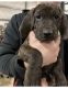 Plott Hound Puppies for sale in Lenox, PA 18826, USA. price: NA