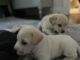 Plott Hound Puppies for sale in AL-19, Hamilton, AL, USA. price: NA