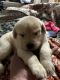 Plott Hound Puppies for sale in AL-19, Hamilton, AL, USA. price: NA