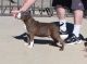 Plott Hound Puppies for sale in New Orleans, LA, USA. price: NA
