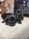 Plott Hound Puppies for sale in Mosinee, WI 54455, USA. price: NA