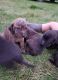 Plott Hound Puppies for sale in 53 E Sunset Dr, Milton, WI 53563, USA. price: NA
