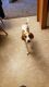 Plott Hound Puppies for sale in Pocatello, ID 83201, USA. price: NA