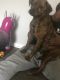 Plott Hound Puppies for sale in Columbia, SC, USA. price: NA