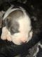 Plott Hound Puppies for sale in Midland, TX, USA. price: $100