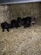 Plott Hound Puppies for sale in Bonners Ferry, ID 83805, USA. price: NA