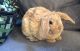 Plush Lop Rabbits for sale in Westwood, MA, USA. price: $350