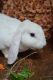 Plush Lop Rabbits