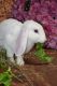 Plush Lop Rabbits