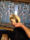 Plush Lop Rabbits for sale in Poway, CA, USA. price: $100