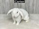 Plush Lop Rabbits for sale in Rockmart, GA 30153, USA. price: $75