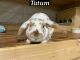 Plush Lop Rabbits for sale in Rockmart, GA 30153, USA. price: $75