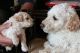 Podenco Galego Puppies for sale in Alaska Range, Alaska, USA. price: NA