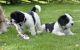 Polish Lowland Sheepdog Puppies for sale in CA-111, Rancho Mirage, CA 92270, USA. price: NA