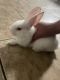 Polish rabbit Rabbits for sale in Phoenix, AZ, USA. price: $50
