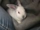 Polish rabbit Rabbits for sale in Lincoln Heights, Los Angeles, CA, USA. price: $600
