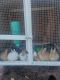 Polish rabbit Rabbits for sale in Riverside, CA, USA. price: $20